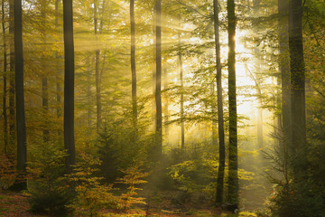 Sunbeams in beech forest in autumn, Bavaria, Germany, Europe