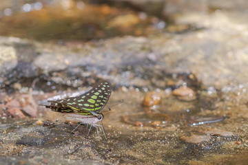 Close-up Tailed Jay (Graphium agamemnon) butterfly feeding on wet rock, beautiful apple-green spots wing with nature blurred background.