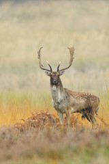 Fallow deer in autumn, Cervus dama, Germany, Europe