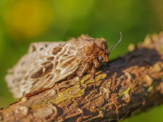 Close-up a snout moth (Lasiocampidae)  resting on pine tree branch with green nature blurred background.
