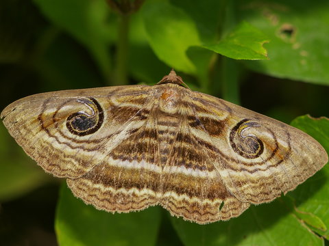 Top view of Contrasting Catocalin Moth (Spirama helicina) resting on green leaf day time, moth species in Thailand.