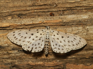 Top view of Moth on wood texture background.