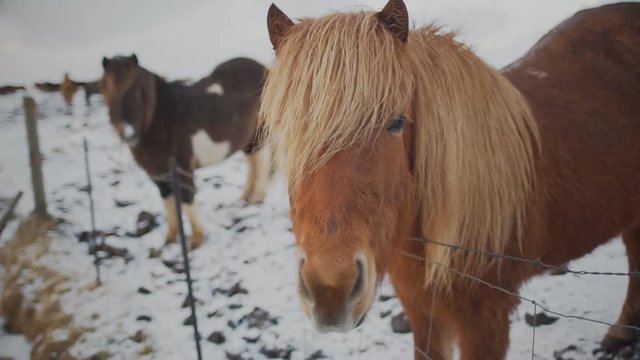 Close up from Icelandic horses