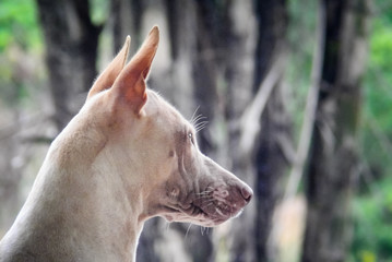 Portrait of stray dog looking up