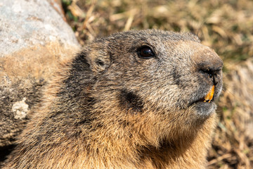 marmots in front of their burrows and in the snow