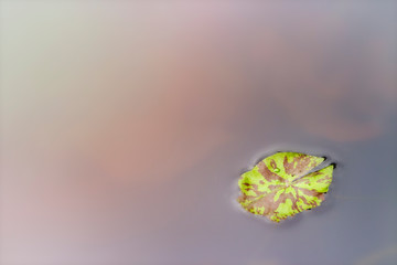 Background concept; blurred picture of a lotus leaf on the smooth water in the pond.