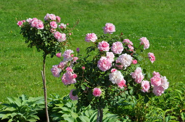 Fototapeta premium Blooming pink roses in the summer garden