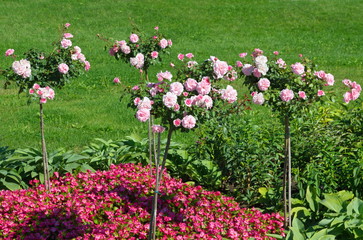 Fototapeta premium Flowering pink roses in the flower bed