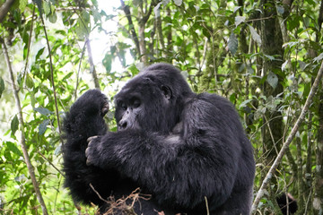 Mountain Gorilla at Bwindi Impenetrable Forest, Uganda