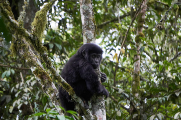Mountain Gorilla at Bwindi Impenetrable Forest, Uganda