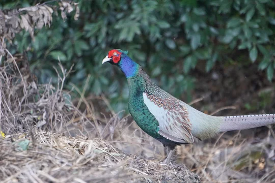 希少✨✨Sov.ファーボレロ コート　ブルーフォックス　ホロホロ鳥 希少✨✨Sov.ファーボレロ コート ブルーフォックス ホロホロ鳥