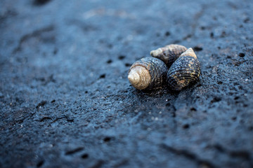 Schnecken am Fels im Meer