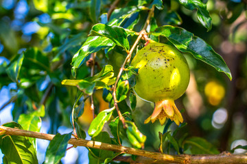 Südfrucht auf Mauritius