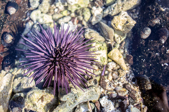 Seeigel auf Fels im Meer neben Muscheln