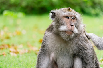Monkeys in The Sacred Monkey Forest Sanctuary, Ubud, Bali, Indonesia. (aka Monkey Forest Ubud). Macaque also known as the Balinese long-tailed monkey. Scientific name: Macaca fascicularis.