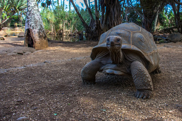 Riesenschildkröte