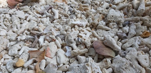 sea shells on the beach