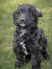 A small, cute, black cockapoo puppy sitting in a garden with one ear folded back