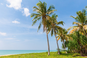 Fototapeta premium Summer holiday on the beach with coconut trees and blue sky