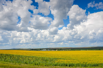 Sunflower Field under puffy white clouds in Midwest America.