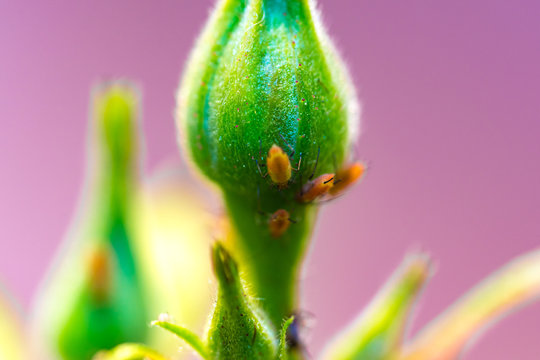 アブラムシ Images Browse 318 Stock Photos Vectors And Video Adobe Stock