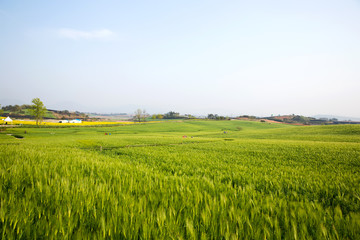 It is a famous barley field tourist spot in Gochang-gun, Korea.