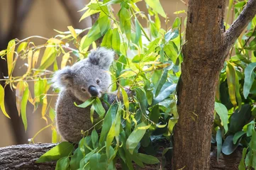 Fototapeten Koala © lastpresent