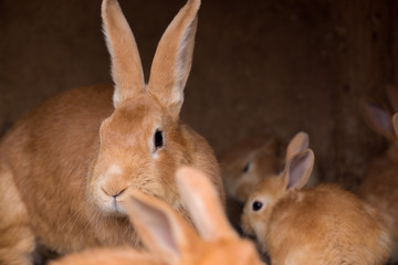 Rabbit and small rabbits