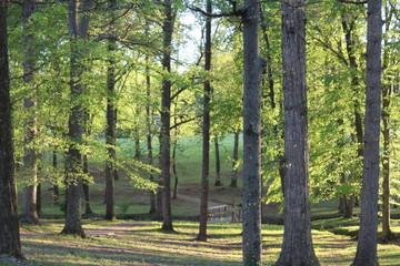 Autumn In A Park  