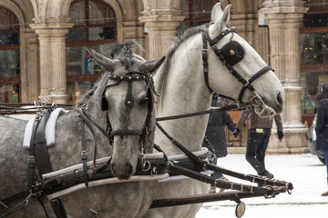 Naklejka na ściany i meble Two horses in blinders in the falling snow