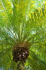 Palmwedel im Gegenlicht