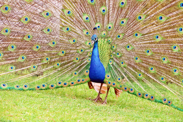 Obraz premium A male peacock spreading his gorgeous vivid tail
