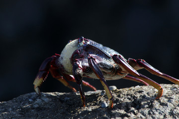 rote_Klippenkrabbe
