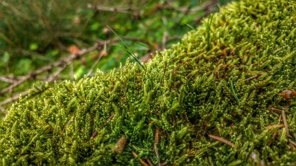 Naklejka premium green moss on tree