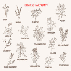 Ericaceae or heather family of flowering plants - obrazy, fototapety, plakaty
