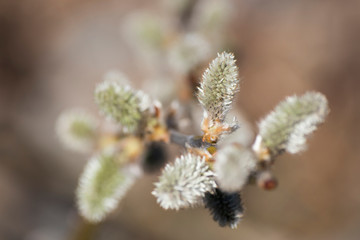 Branch of pussy willow flowers during spring