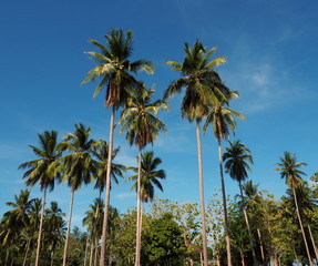 Fototapeta na wymiar Up shot image of palm trees