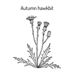 Naklejka na ściany i meble Autumn hawkbit (Scorzoneroides autumnalis), or fall dandelion, medicinal plant