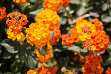 Closeup to Lantana Camara Flowers with Leafs