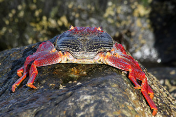 rote_Klippenkrabbe