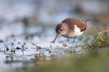 Flußuferläufer mit Nahrung