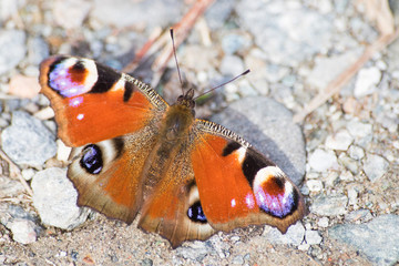 peacock butterfly full of details during spring