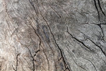 Obraz premium Grayish Old Weathered Wood Texture