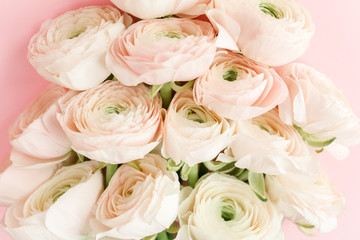 Bouquet of a lot of ranunculus pink color close up. Flat lay, top view. Ranunculus flower texture. 