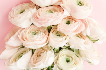 Bouquet of a lot of ranunculus pink color close up. Flat lay, top view. Ranunculus flower texture. 