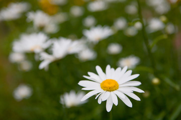 Beautiful blooming chamomile with white petals closeup.