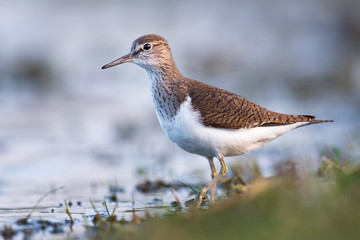 Flußuferläufer an einem Seeufer im APril