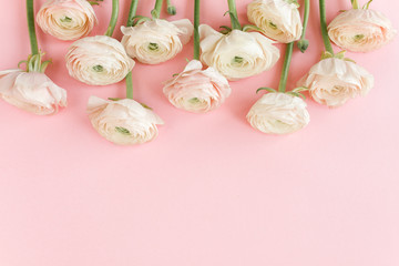 Pastel pink ranunculus flowers bouquet on pink background. Minimal floral concept. Flat lay, top view.