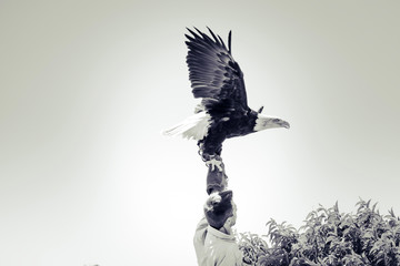 Envole de l'aigle, oiseau, rapace, animal, nature, faune