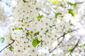Beautiful blooming white European cherry. Cherry branch bloom